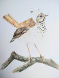 Watercolor illustration of a brown Hermit Thrush with a spotted white breast and reddish tail, wearing a white knit winter hat with small bear ears, standing on a branch.