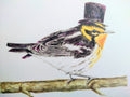 Watercolor illustration of a Blackburnian Warbler with orange and yellow markings wearing a purple top hat, perched on a branch.